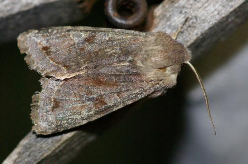 Réf. 246 853 : Orthosia incerta